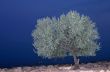 alone tree