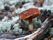 mushroom
