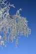 branch
