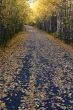 autumn season