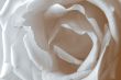 gentle rose