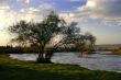 tree and river