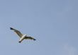 soaring bird