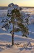 winter tree