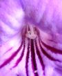 Violet flower