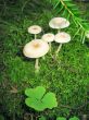Mushrooms