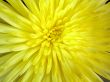 Yellow Flower