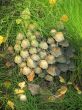 Mushrooms