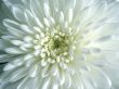 White Flower