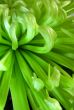Green Flower