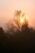 Foggy sunrise