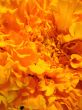 Flower close-up