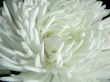 White Flower