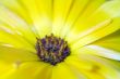 Yellow Flower