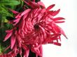 Flower close-up