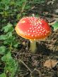 Red mushroom