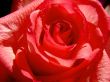 Red Rose