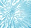 Blue Flower close-up