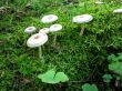 Mushrooms