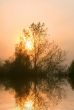 Foggy sunrise