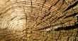 Wood texture