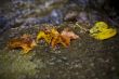 wet fall leaves on rock by river