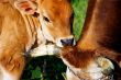 cows in a farm