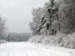 Road in the winter forest