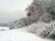Road in the winter forest