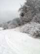 Road in the winter forest