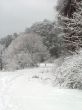 Road in the winter forest
