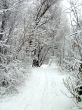 Road in the winter forest