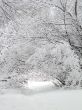Road in the winter forest
