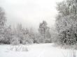 Road in the winter forest