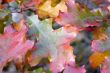 oak colors