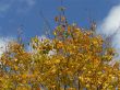 Tree Tops
