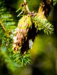 Pine Cone
