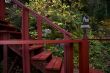Steps in the forest