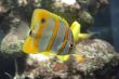 Sixspine butterfly-fish in movement