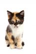 Sadness kitten sits