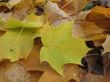 Yellow and green leaves in autumn