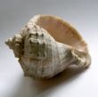 Sea Shell