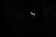 Orb Weaver Spider