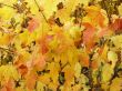 autumn foliage