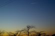 Sunset with trees