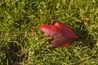 Red Leaf on Green