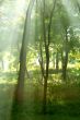 Sun rays crossing misty forest in an early  morning