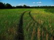 midday field