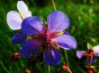 meadow flower