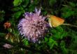tan color butterfly